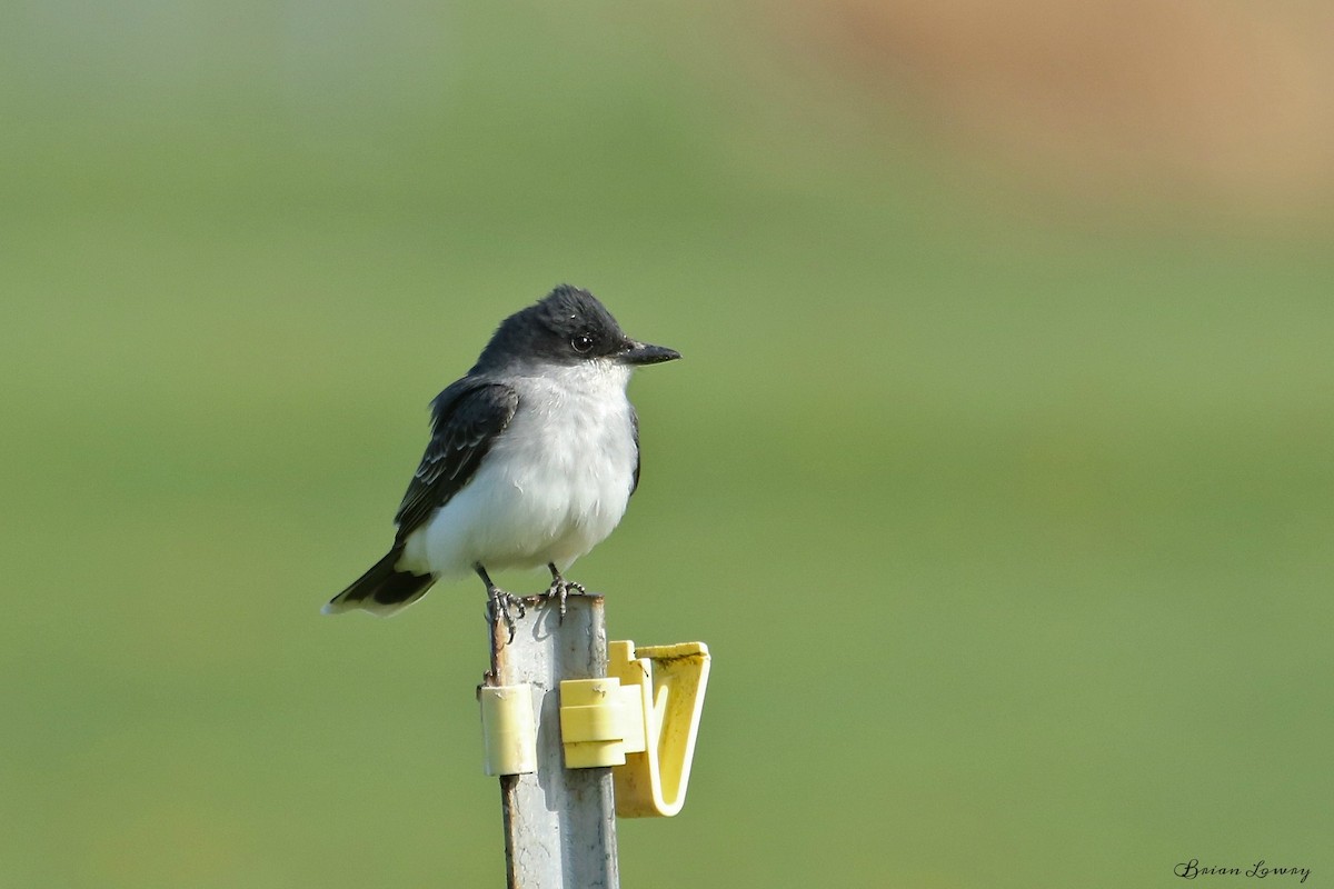 Eastern Kingbird - ML95337251