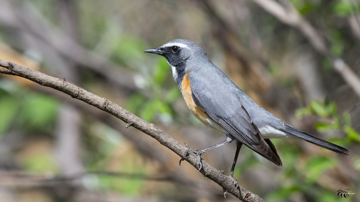 White-throated Robin - Ferit Başbuğ