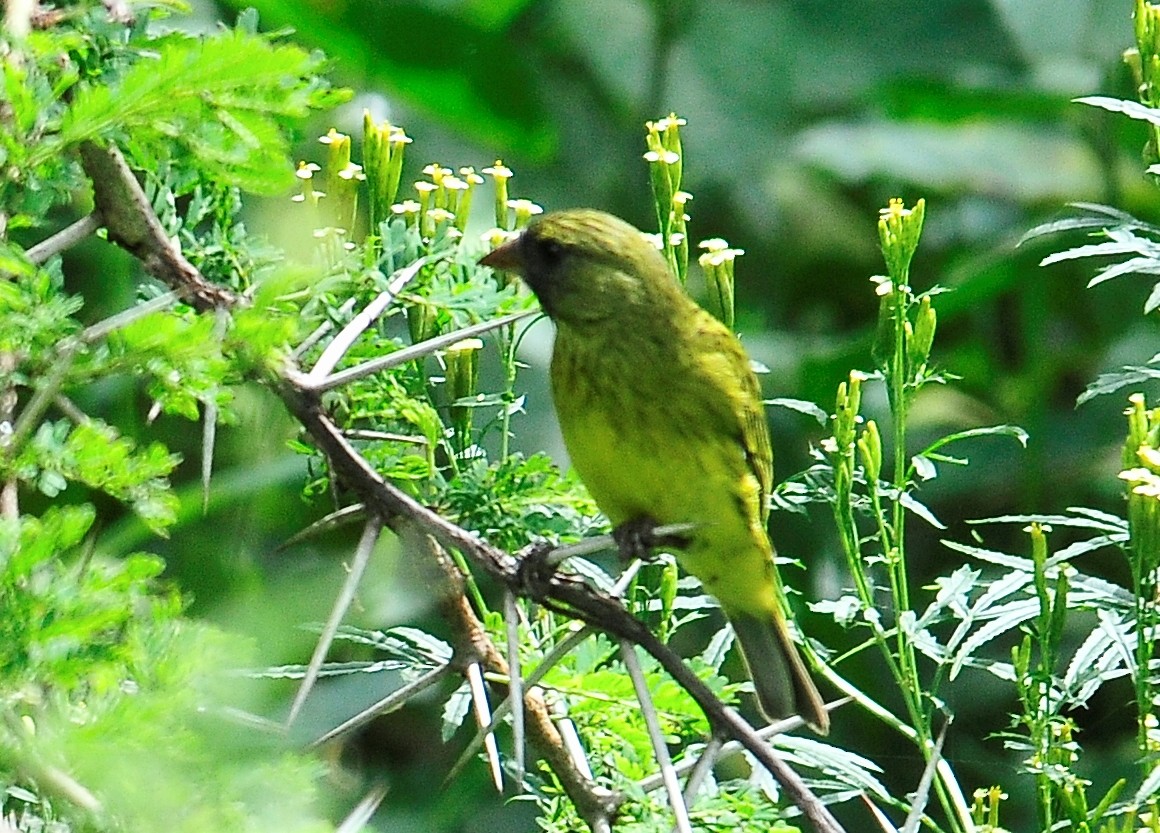 Southern Citril - ML95341171