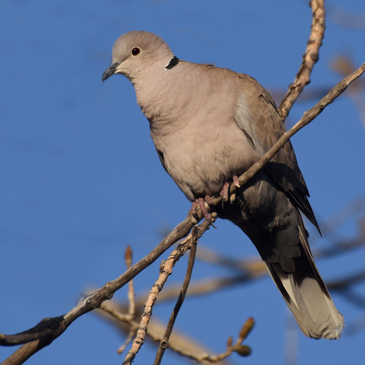 Eurasian Collared-Dove - Steven Mlodinow