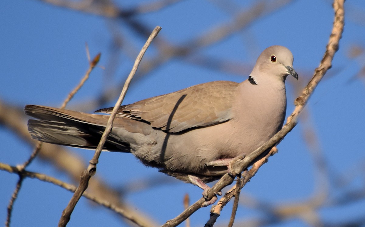 Eurasian Collared-Dove - Steven Mlodinow