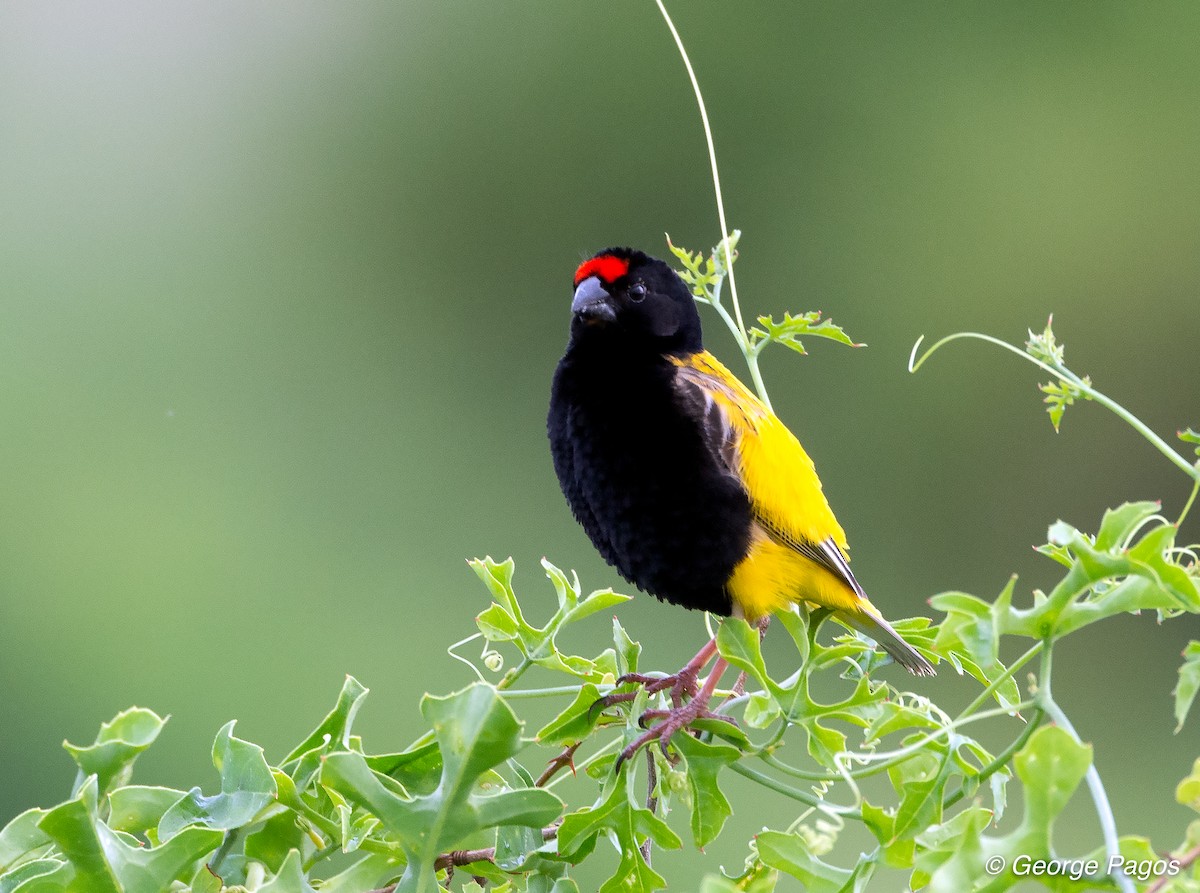 Fire-fronted Bishop - George Pagos