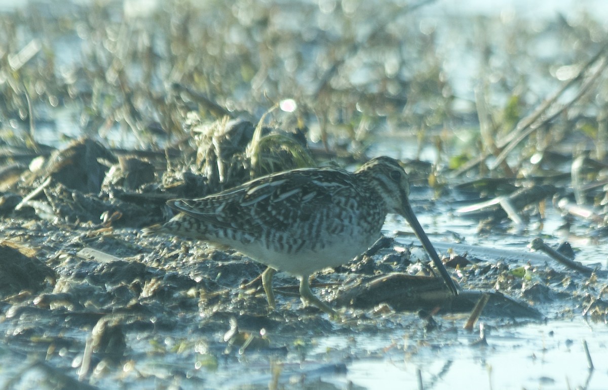 Wilson's Snipe - ML95346011