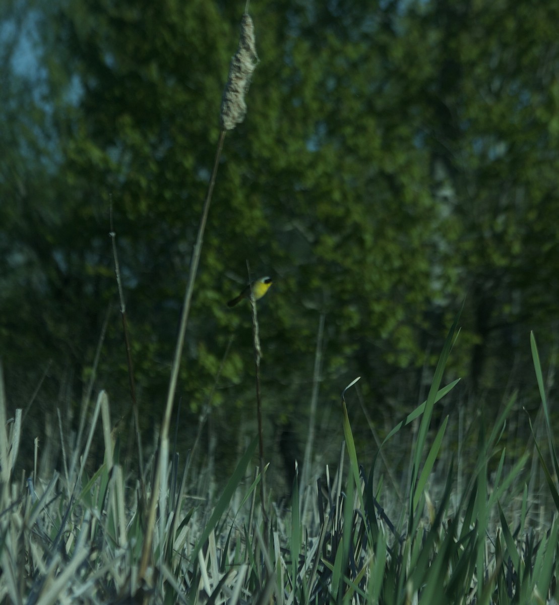 Common Yellowthroat - ML95346411