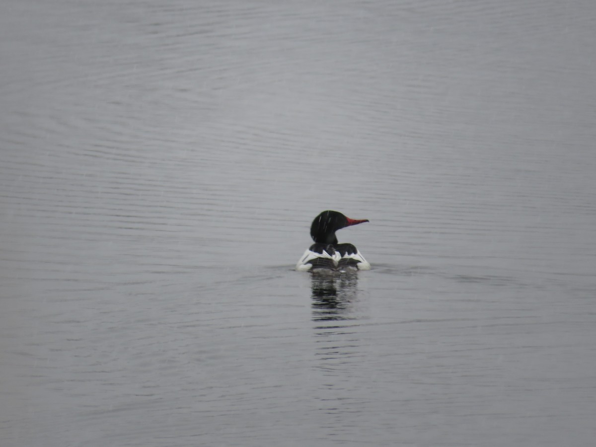 Common Merganser - Rene Wendell