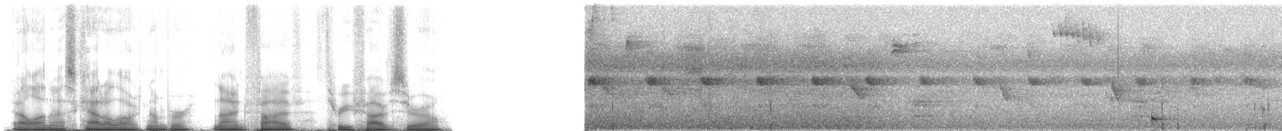 Rothschildweber - ML95350