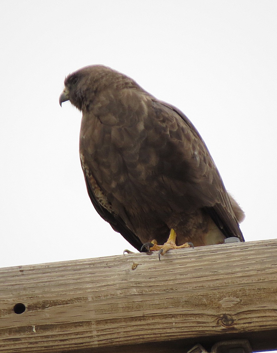 Swainson's Hawk - Marya Moosman