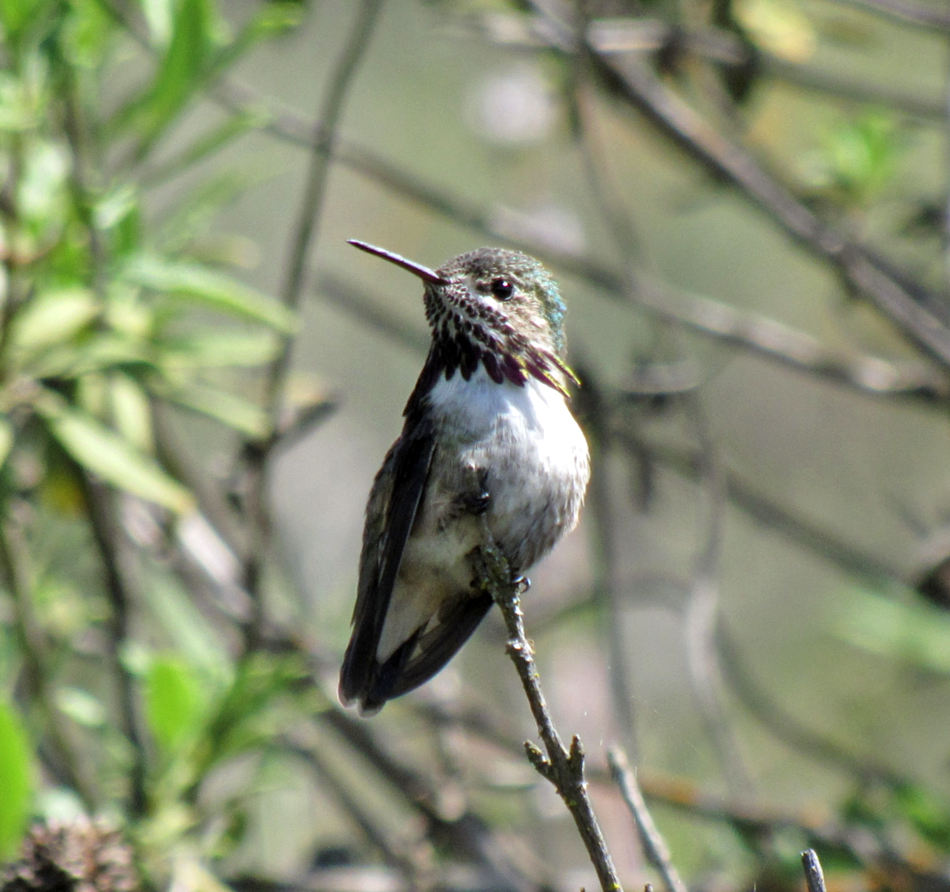 Calliope Hummingbird - David Nickerson
