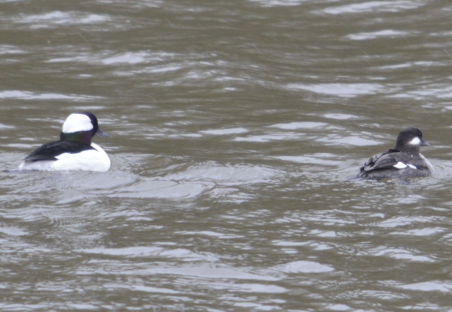 Bufflehead - ML95354191