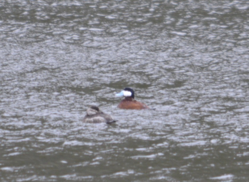 Ruddy Duck - ML95354231