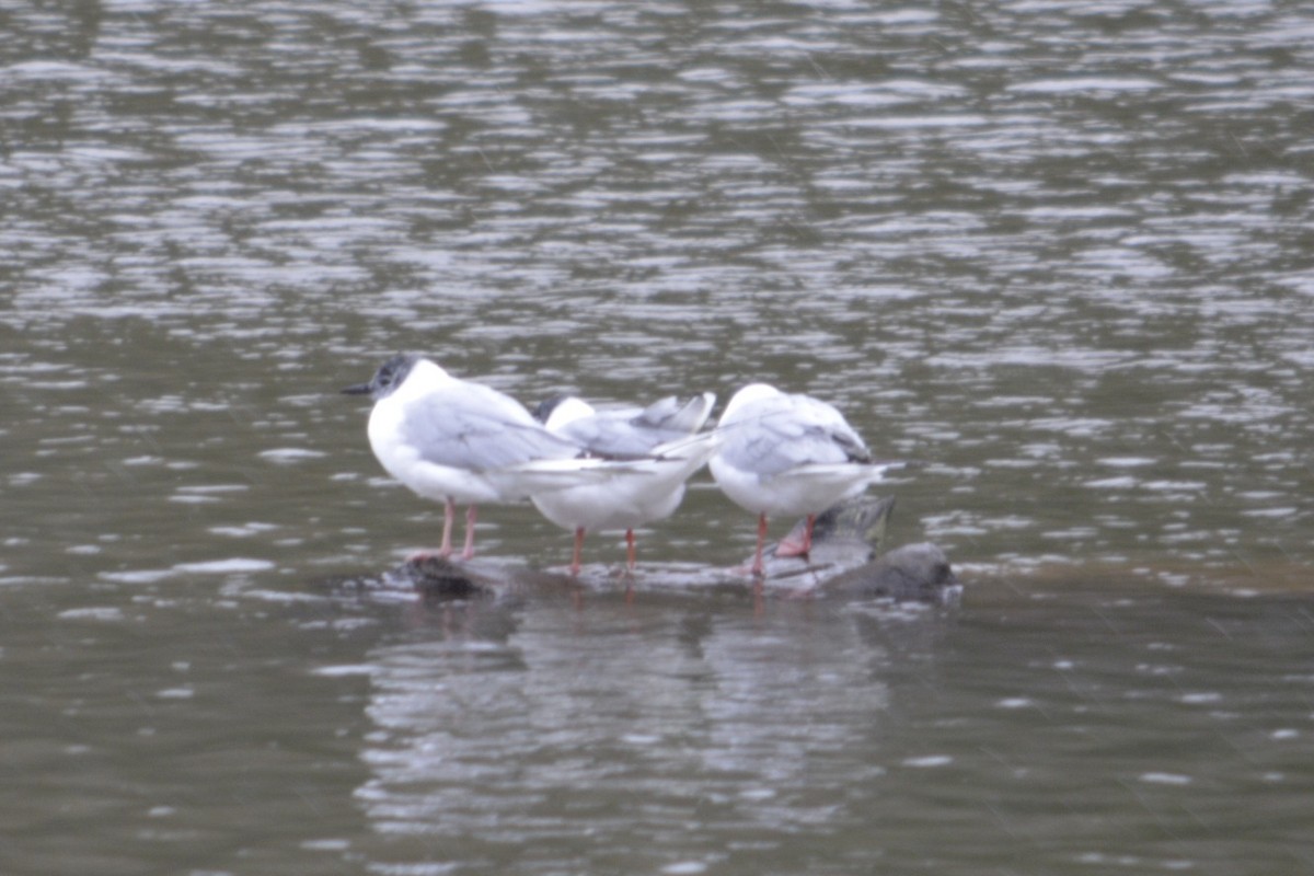 Bonaparte's Gull - ML95354441