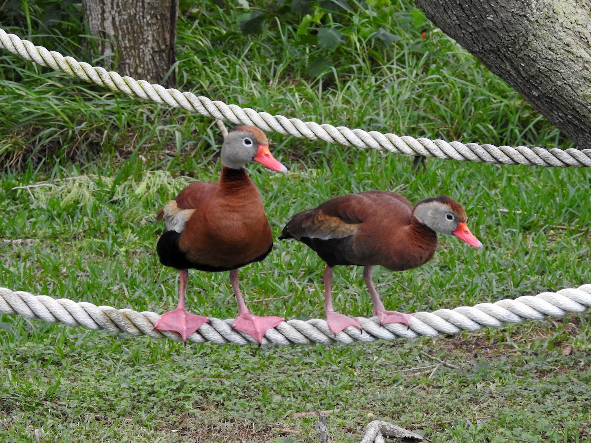 Black-bellied Whistling-Duck - ML95354451