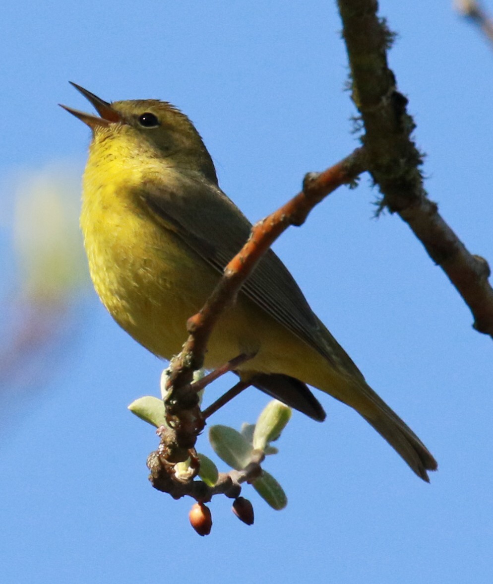 Orange-crowned Warbler - ML95355281