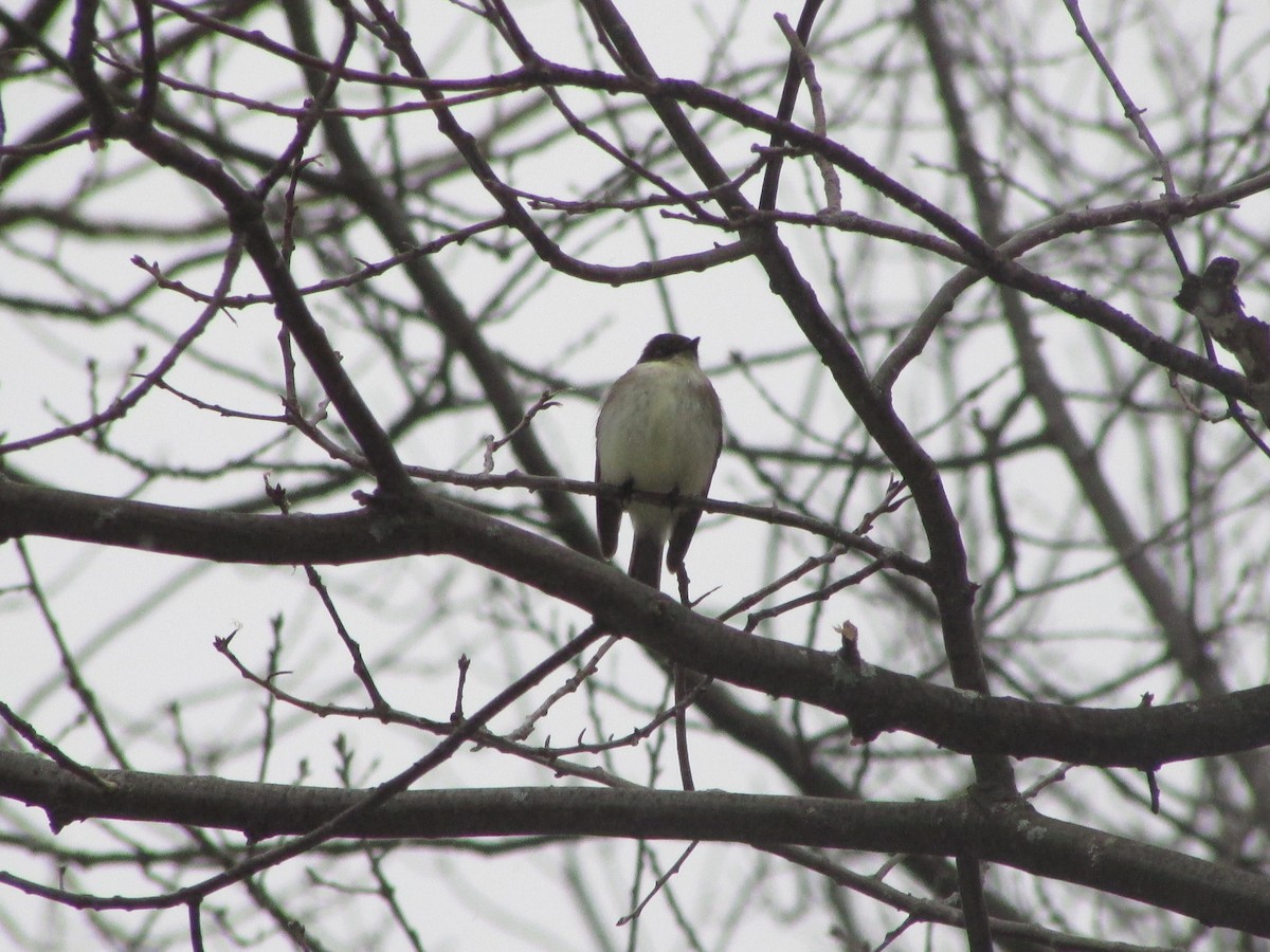 Eastern Phoebe - Thierry Grandmont