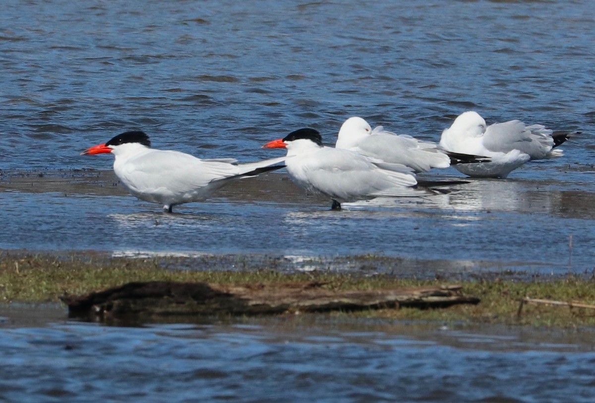 Caspian Tern - ML95359031