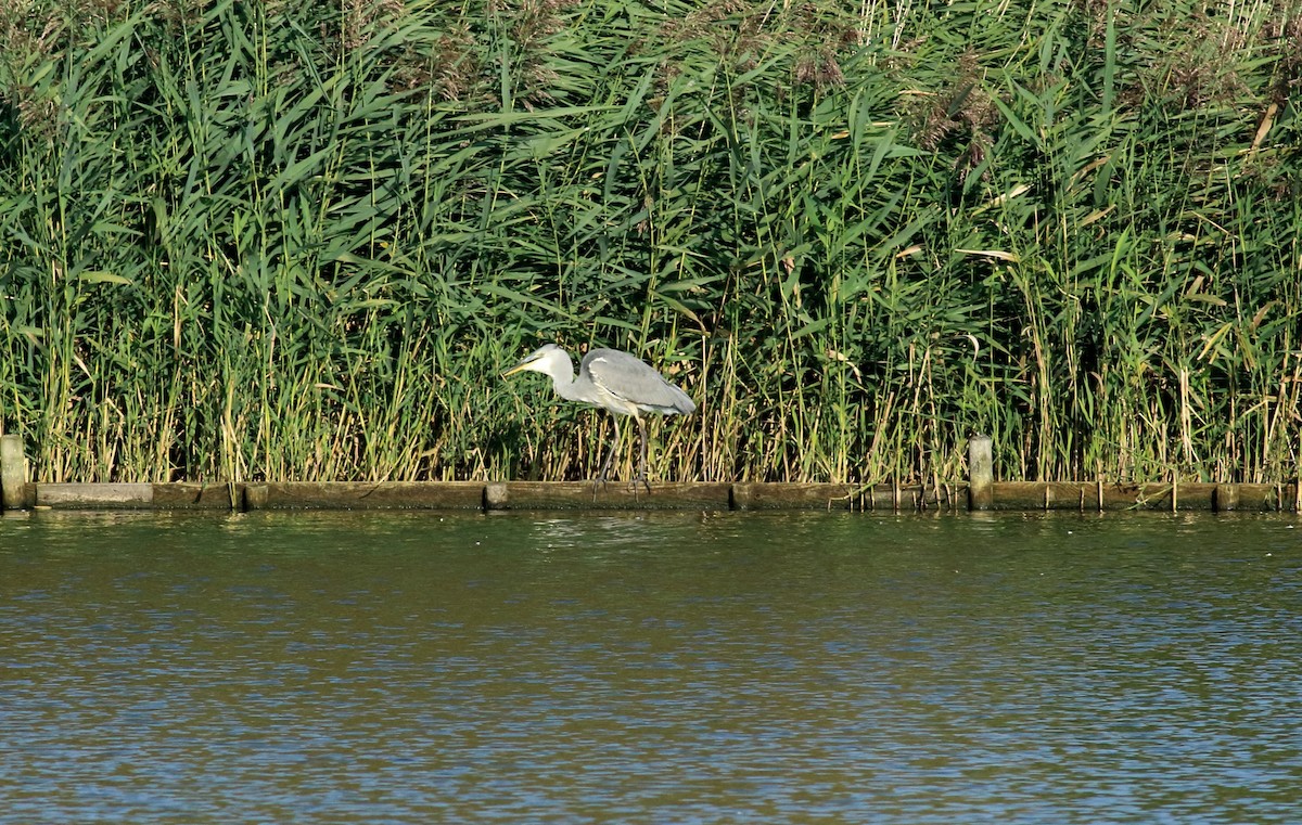 Gray Heron - Andrew Steele