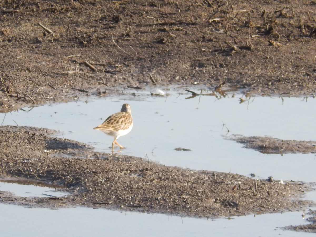 Pectoral Sandpiper - ML95363271