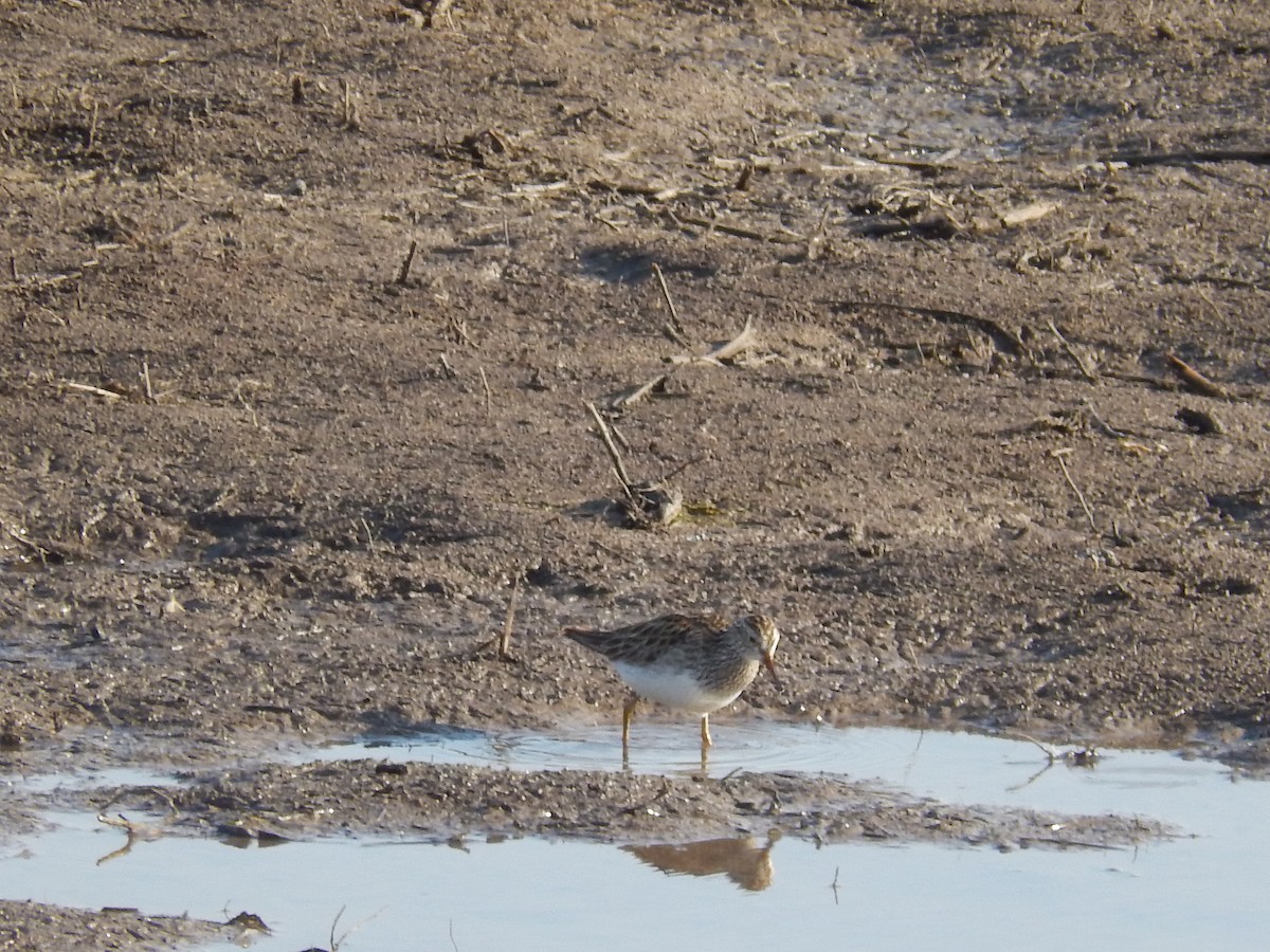 Pectoral Sandpiper - ML95363381
