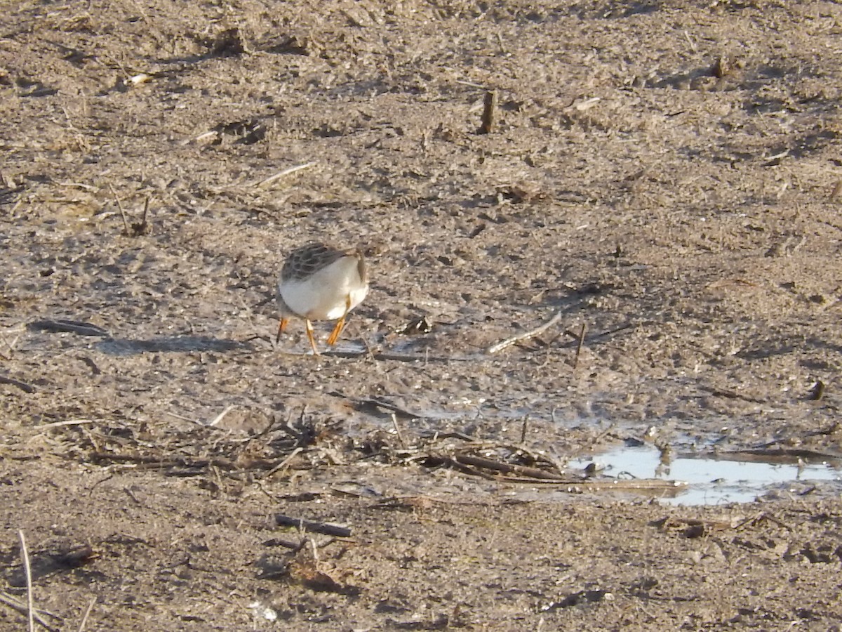 Pectoral Sandpiper - ML95363421