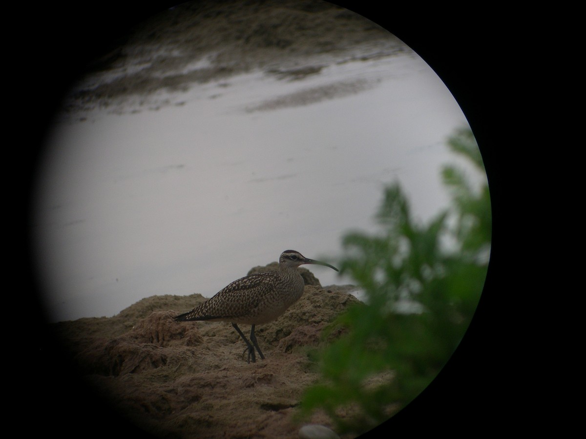 Whimbrel - ML95364591