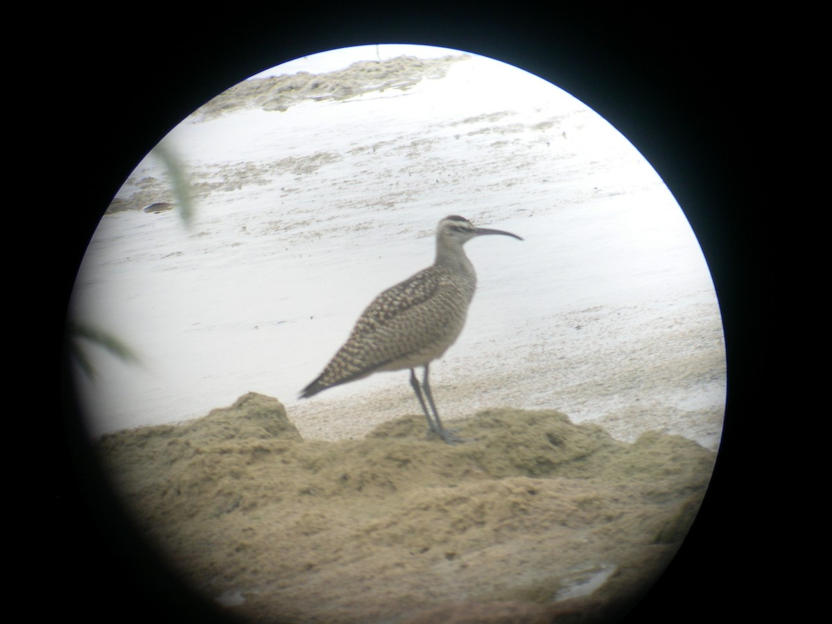 Whimbrel - ML95364641