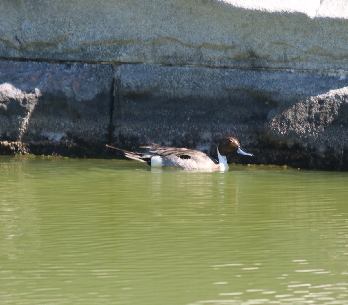 Northern Pintail - ML95367041