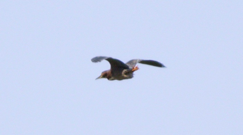 Green Heron - Kurtis Messingale