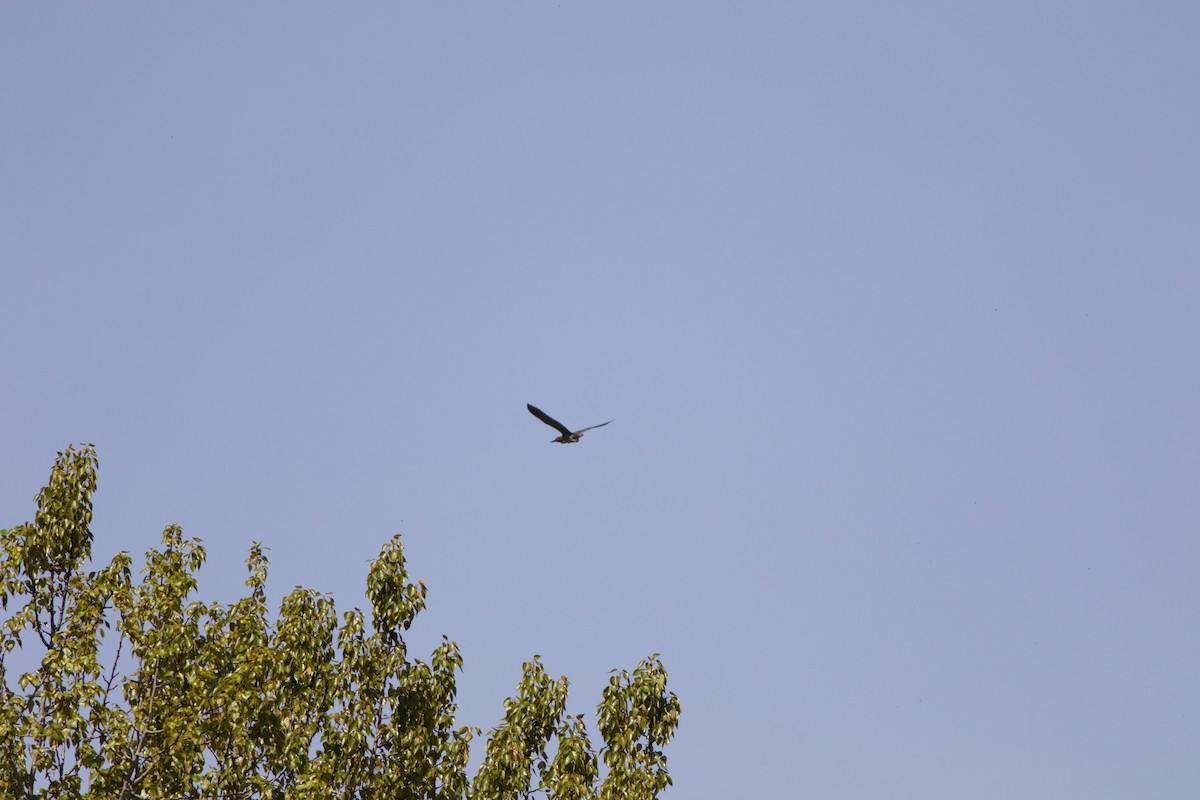 Green Heron - ML95369621