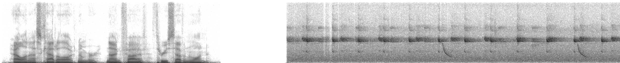 smalnebbvanga (eduardi) - ML95371