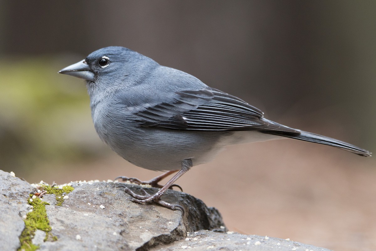 Tenerife Blue Chaffinch - ML95374261