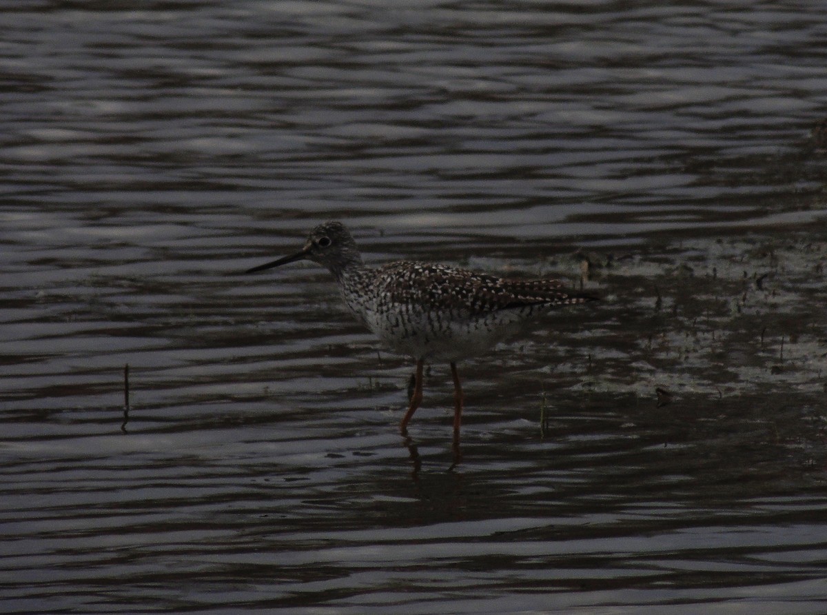 Greater Yellowlegs - Kenneth Tucker