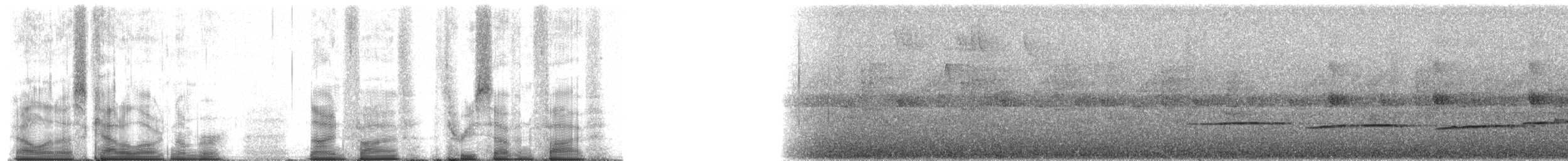 Нагірник струмковий (підвид sharpei) - ML95375