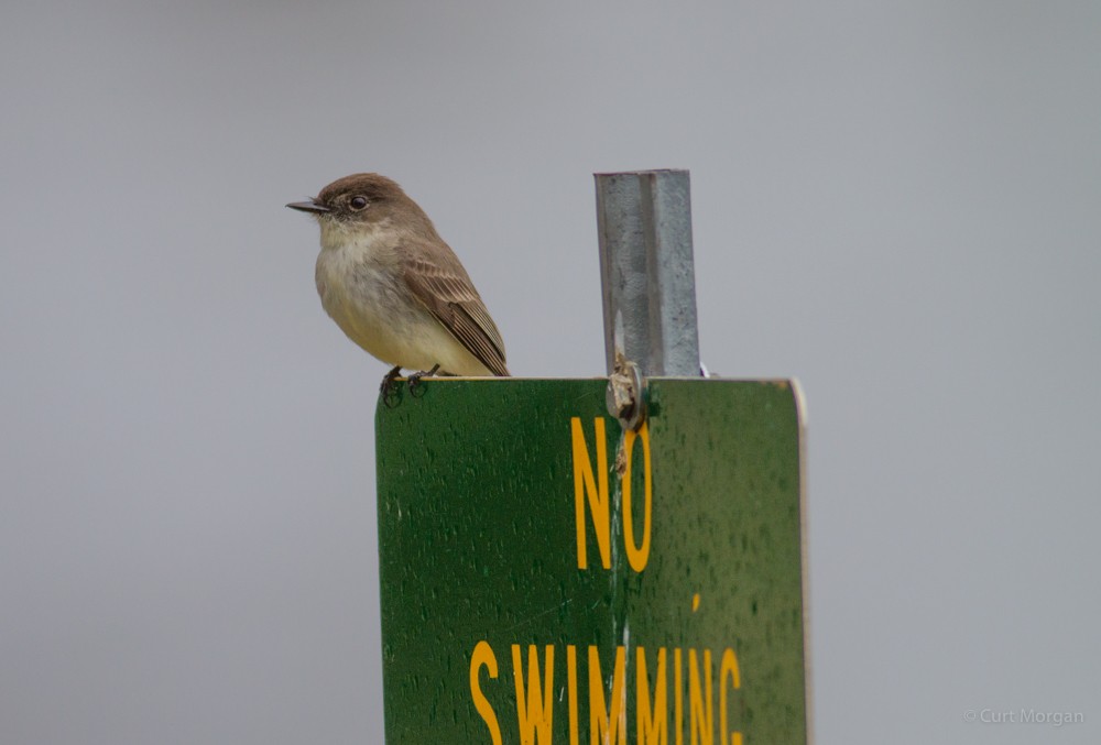 Eastern Phoebe - ML95375721