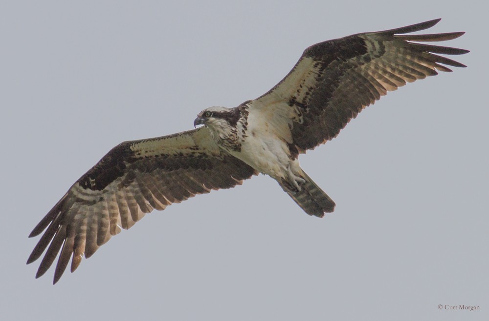 Balbuzard pêcheur - ML95375921