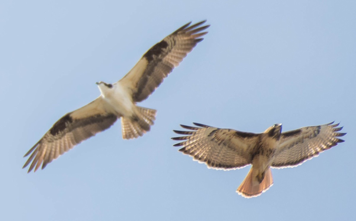 Osprey - Steve Flood