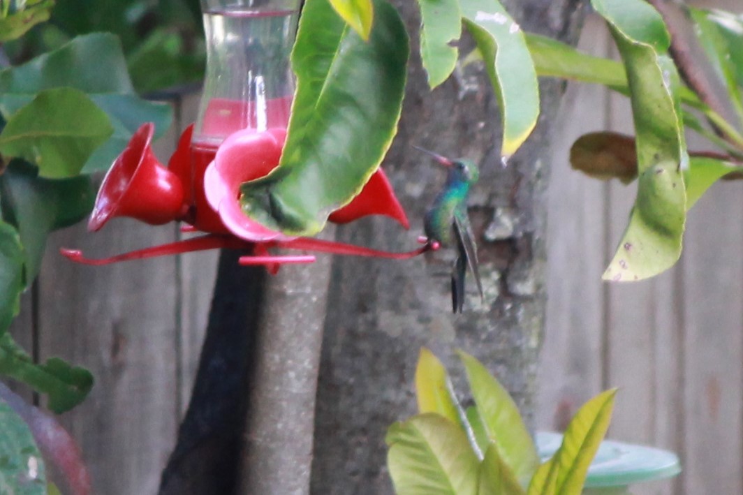 Ширококлювый колибри - ML95378481