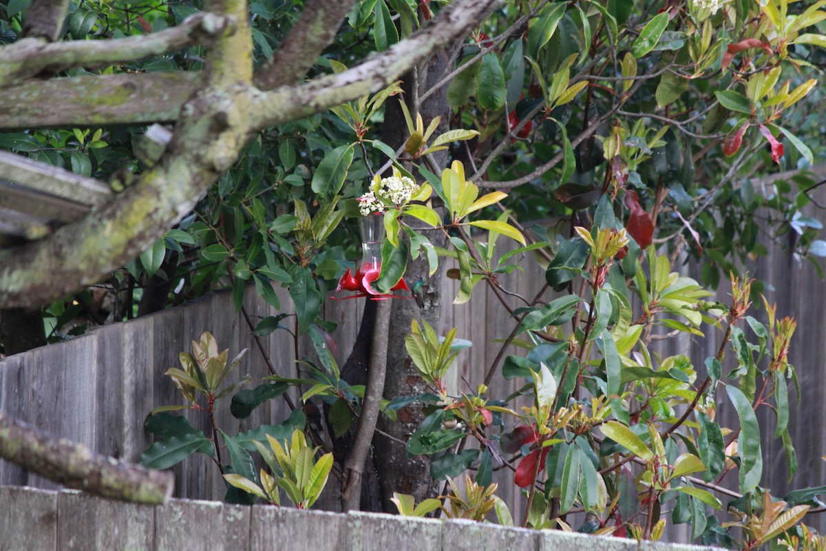 Ширококлювый колибри - ML95378551