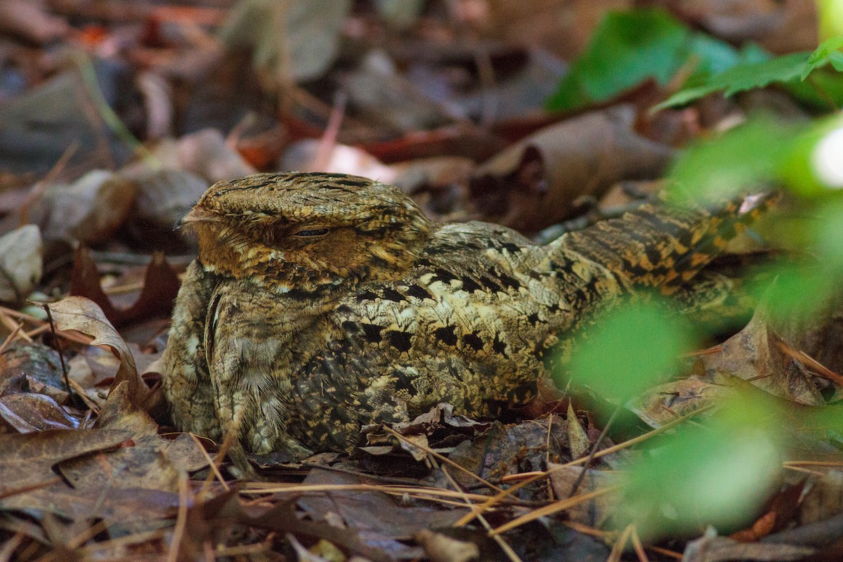 Chuck-will's-widow - John Whigham