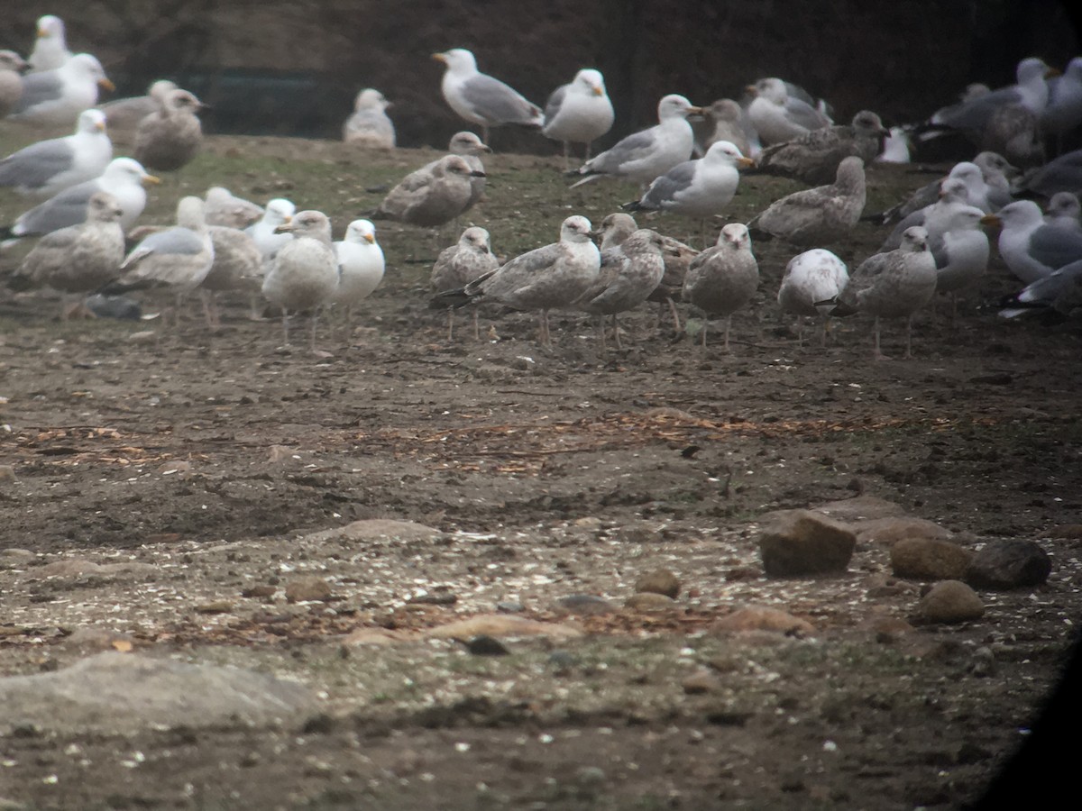 Herring Gull - ML95381031