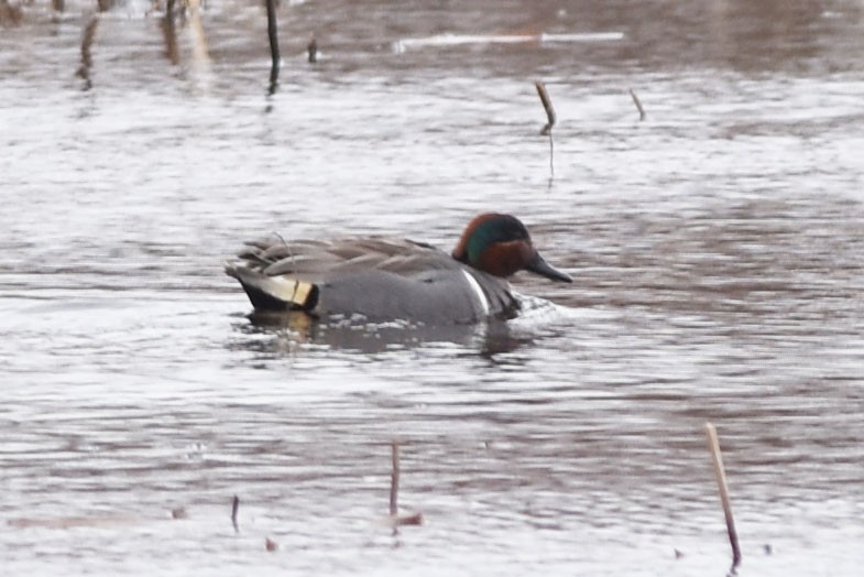 Green-winged Teal - ML95381911