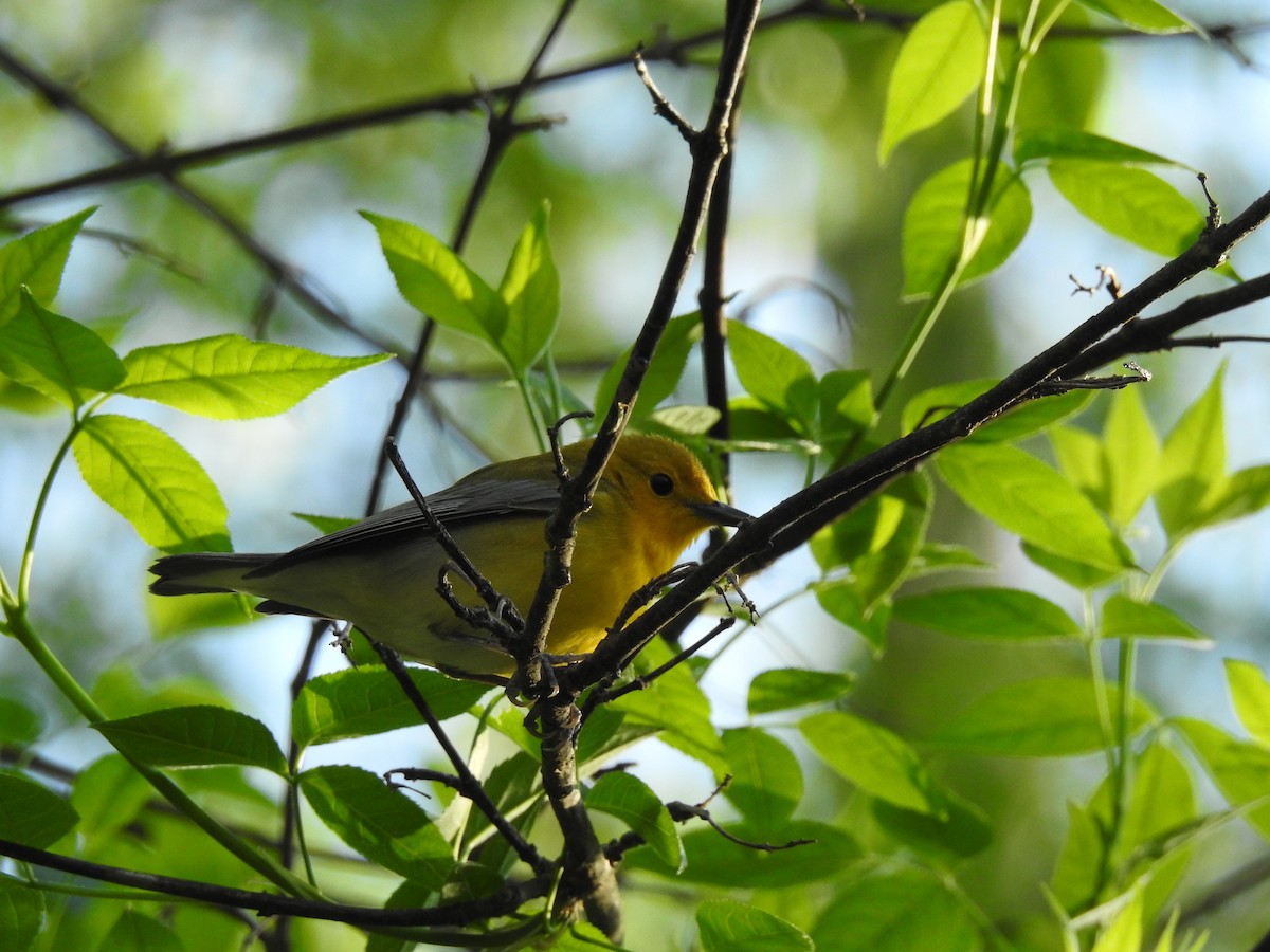 Prothonotary Warbler - Sam Jolly