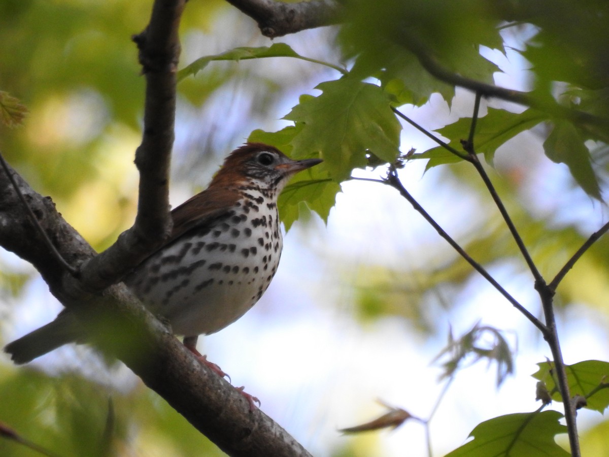 Wood Thrush - ML95383211