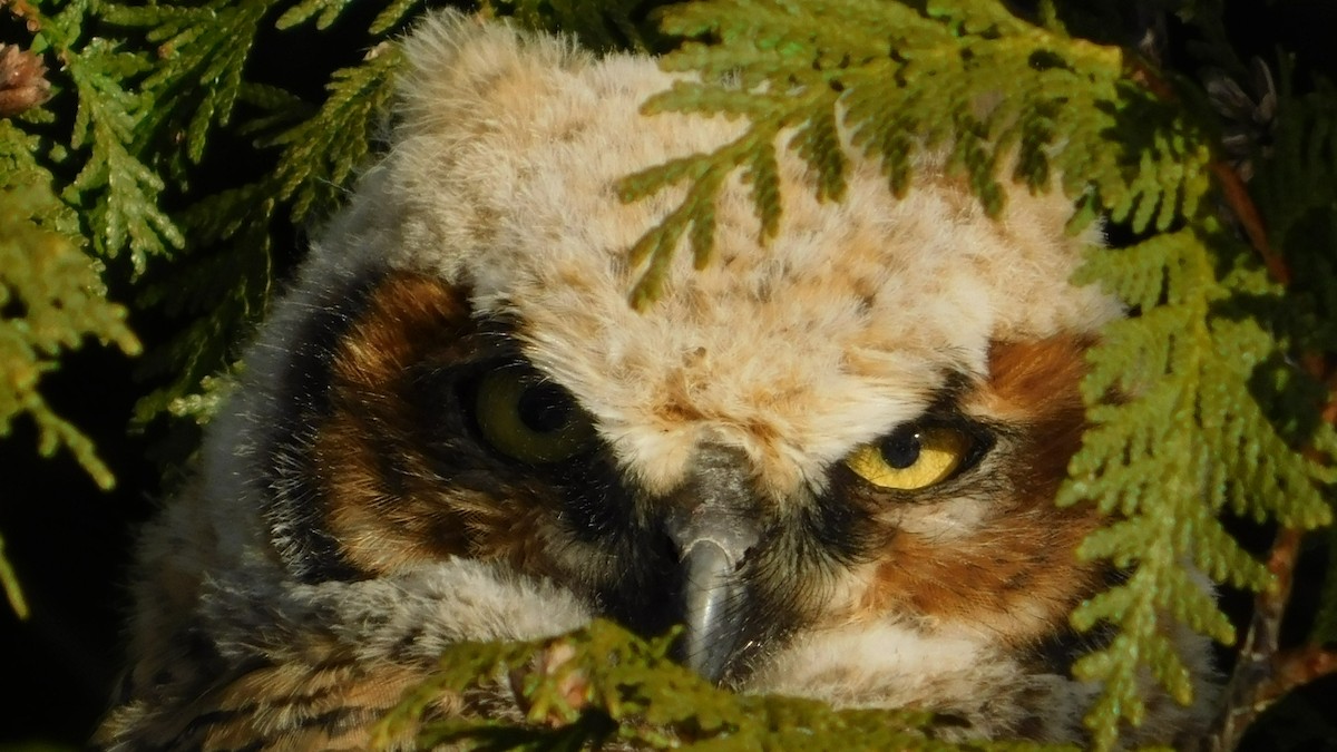 Great Horned Owl - Don Nussbaum