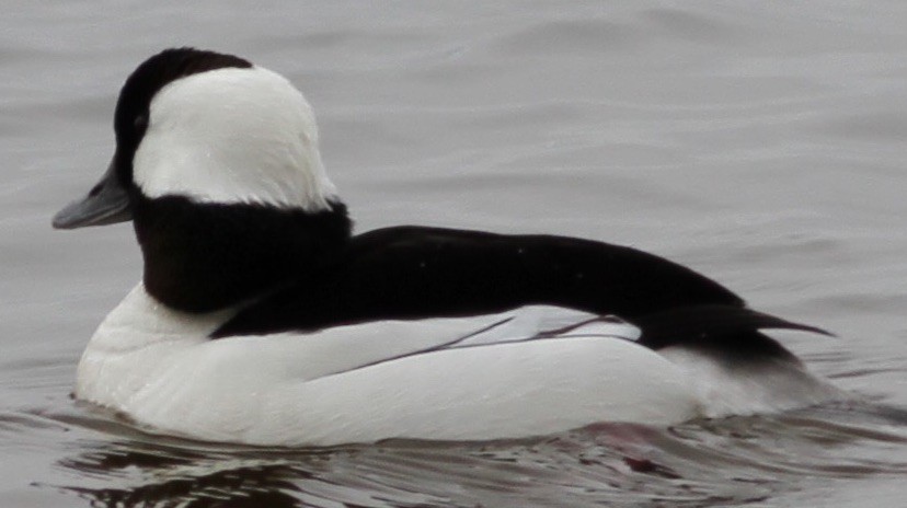 Bufflehead - ML95385441