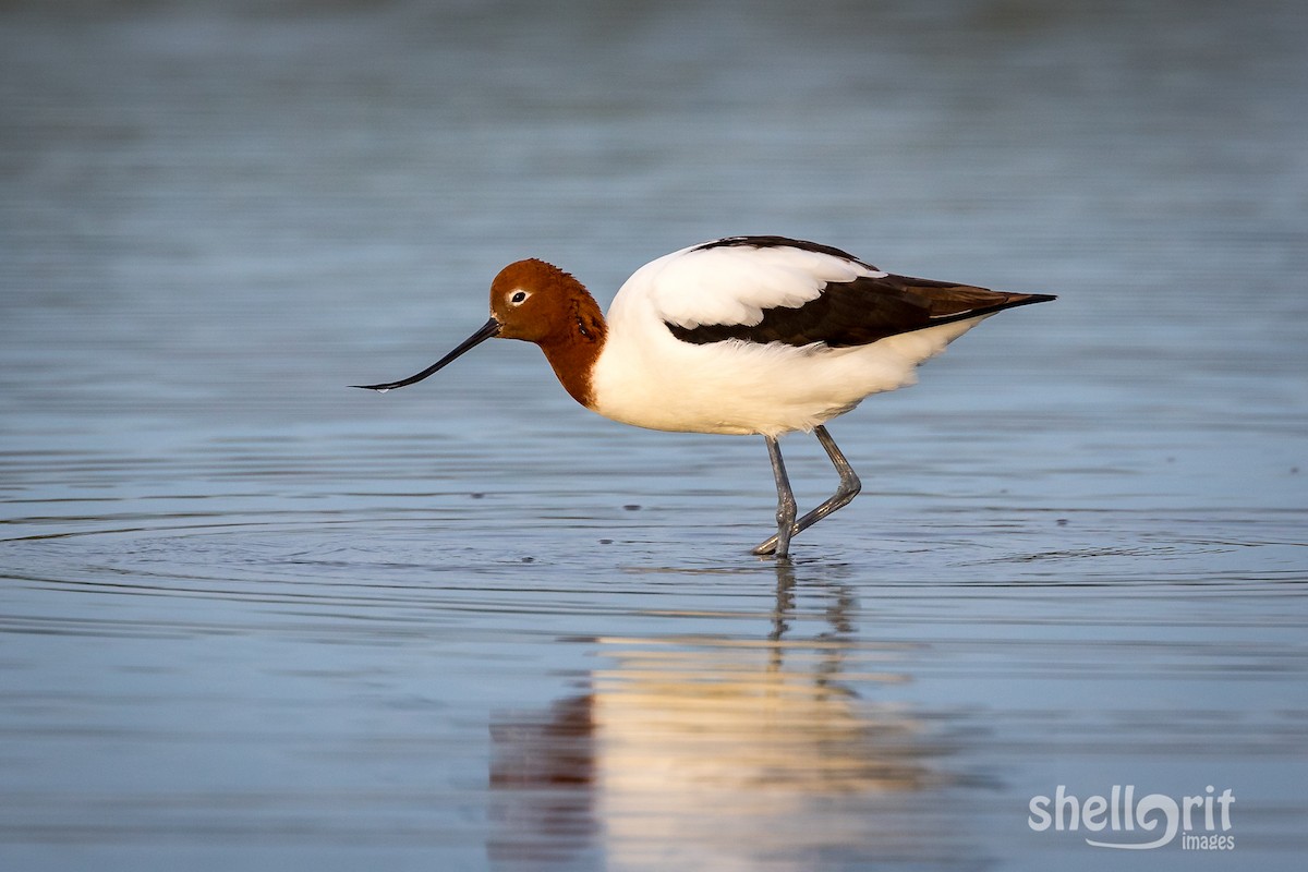 Avocette d'Australie - ML95385761