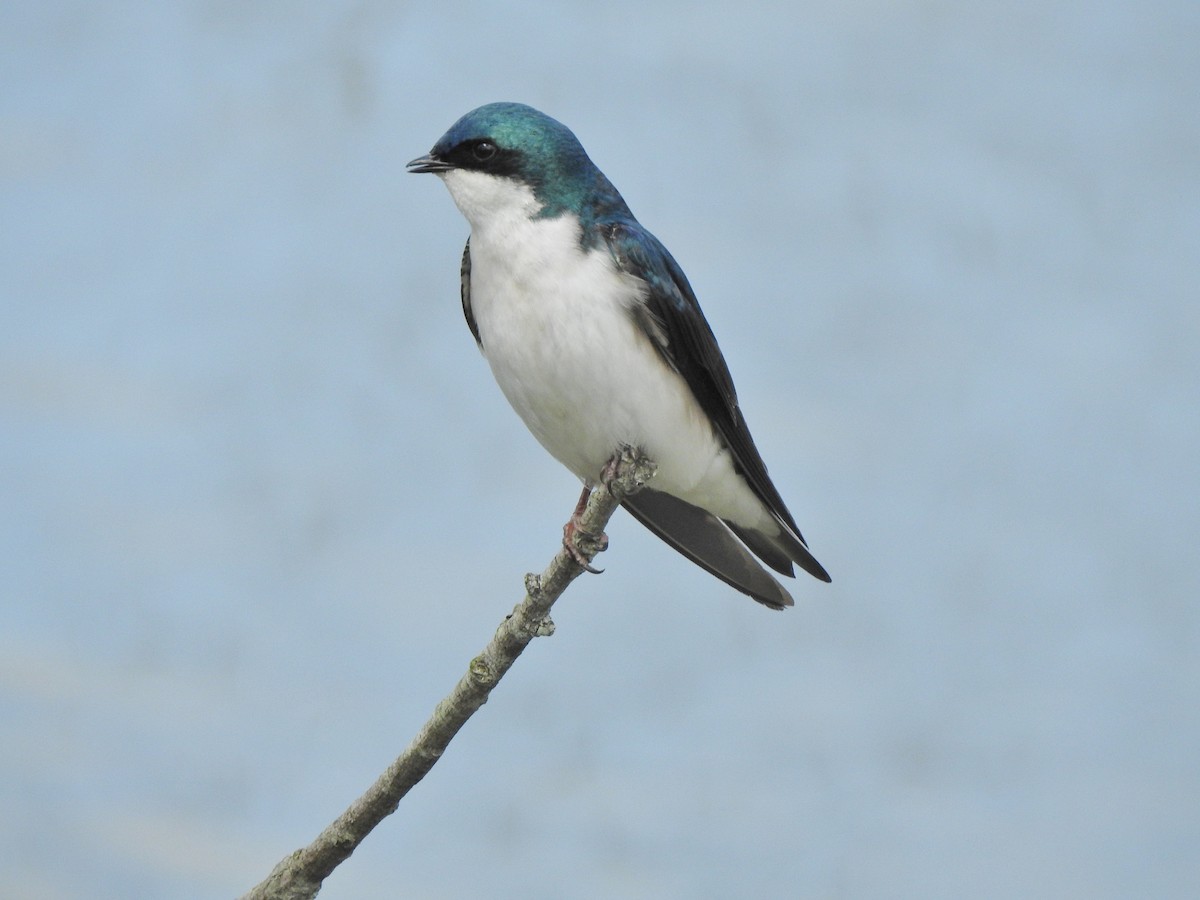 Tree Swallow - Kent Miller