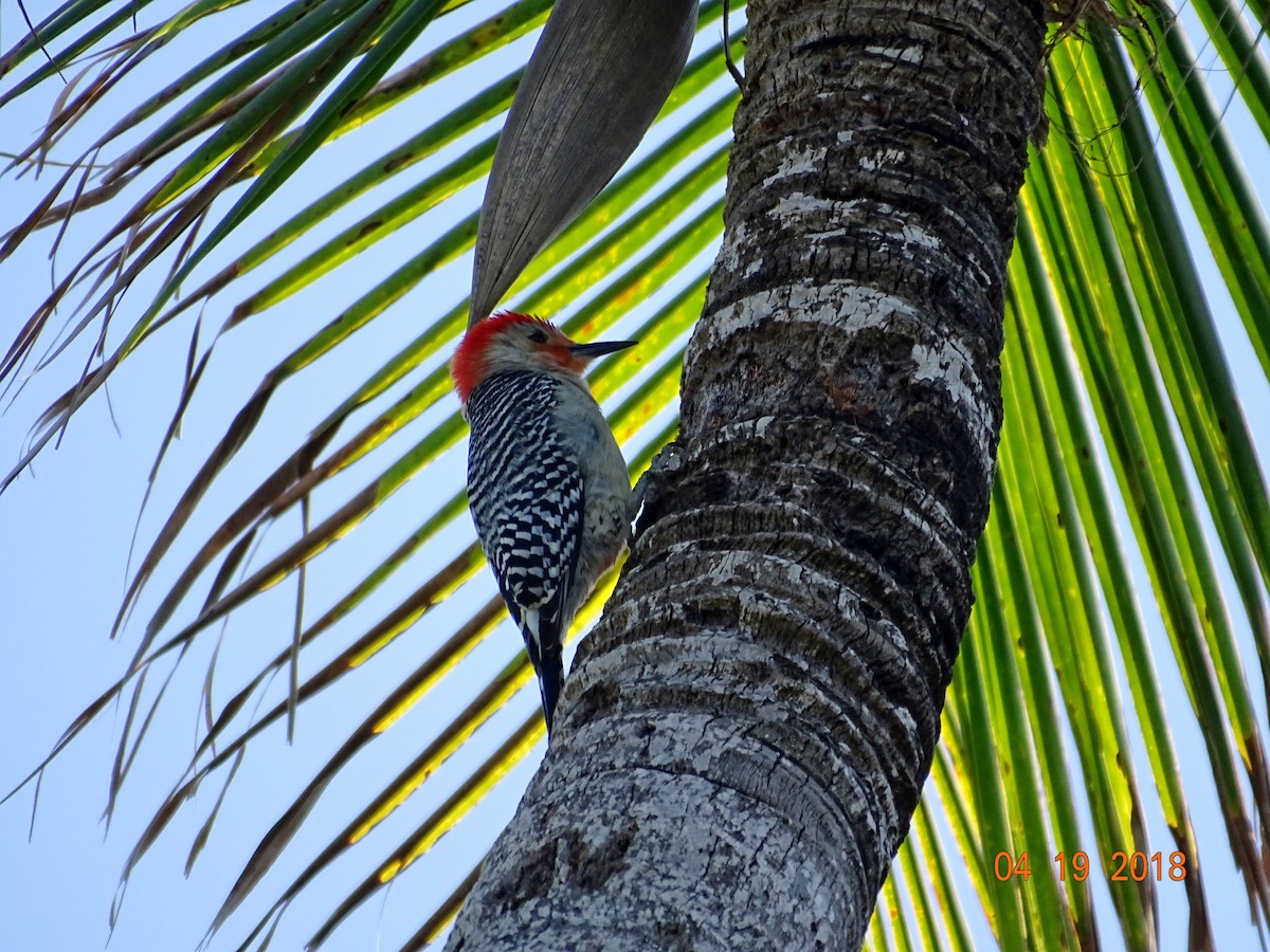 Red-bellied Woodpecker - ML95387871
