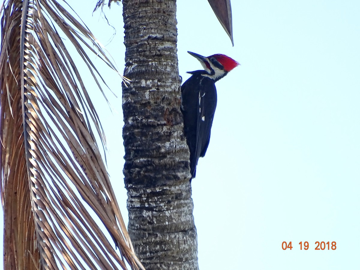 Pileated Woodpecker - Rich  Rehrig