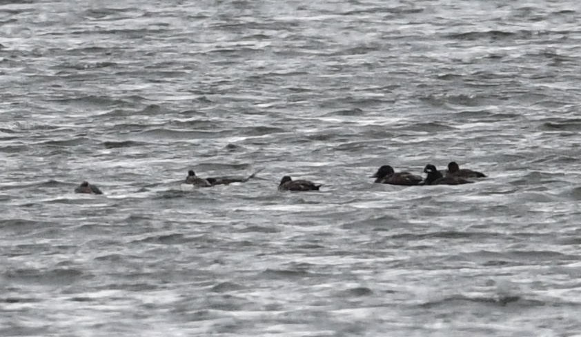 White-winged Scoter - ML95389341