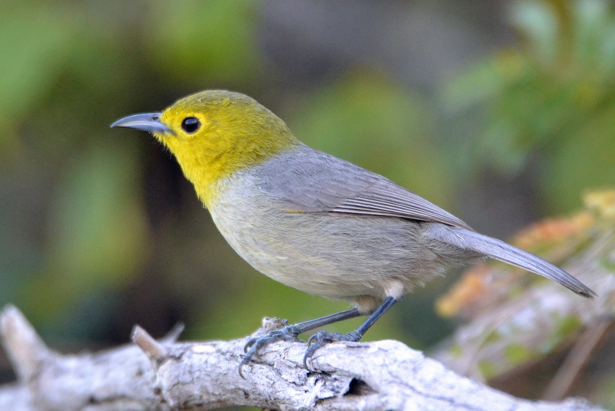 Yellow-headed Warbler - Michael J Good